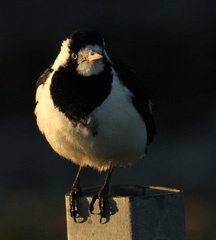 Magpie lark